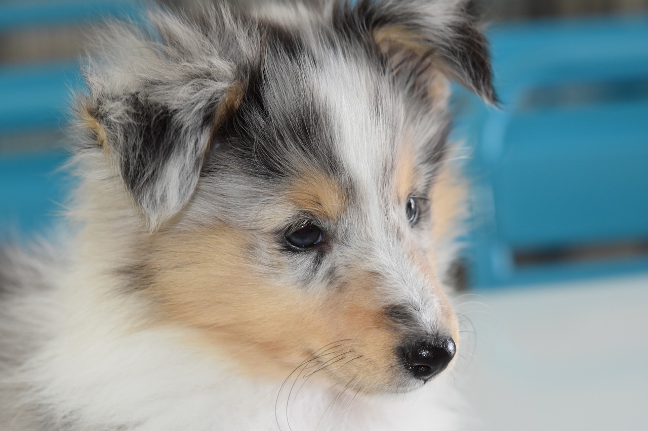 Understanding the Unique Features of the Old English Sheepdog